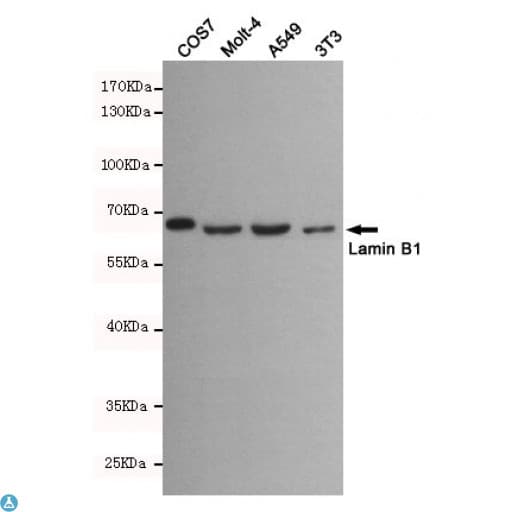 LMNB1 / Lamin B1 Antibody