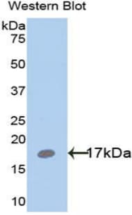 Leptin Antibody (aa22-167, Cy3)