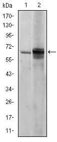 SYN / FYN Antibody (clone 2H8)