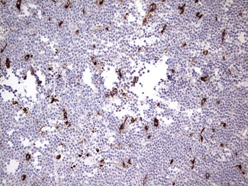 Nor-1 / NR4A3 Antibody (aa332-626, clone OTI2B11)