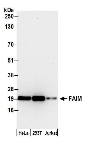 FAIM Antibody (aa129-179)