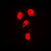 IRF3 Antibody (C-Terminus)
