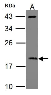 ARF3 Antibody (aa15-181)