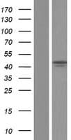 FZR1 Protein (Over-Expression Lysate Myc-DDK (Flag))
