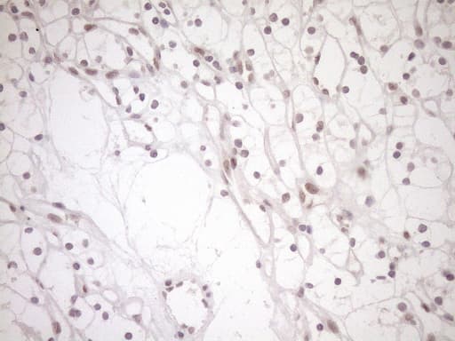 NAP1L3 Antibody (aa1-315, clone OTI3G3)