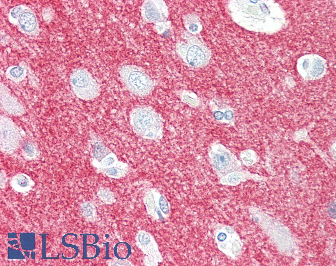 IHC-plus™ CRMP1 Antibody