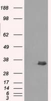 AKR1A1 Antibody (clone OTI2E7)