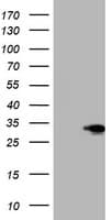 SIX1 Antibody (clone OTI1H4)