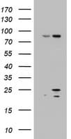 ARFL3 / ARL3 Antibody (aa2-182, clone OTI3C6, Carrier-free)