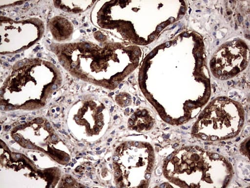 PDE1A Antibody (aa259-545, clone OTI7D5)