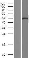 Human TP73 / p73 Protein (Over-Expression Lysate Myc-DDK (Flag))