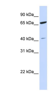 ZNF334 Antibody (N-Terminus)