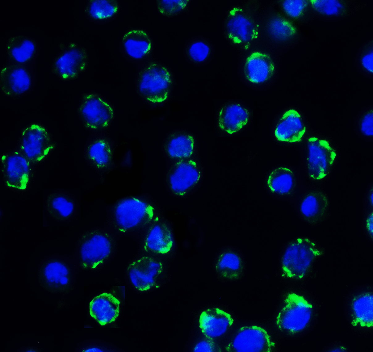 CD276 / B7-H3 Antibody (clone 4H3)