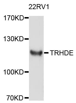 TRHDE Antibody