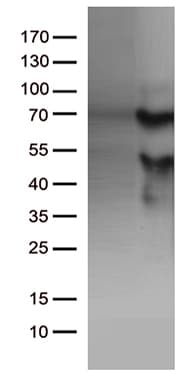 Monoclonal Mouse anti-Human KLF11 Antibody (clone OTI3G4, Carrier-free, aa1-274, WB)