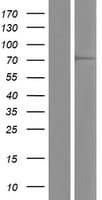 DCAF8 / WDR42A Protein (Over-Expression Lysate Myc-DDK (Flag))