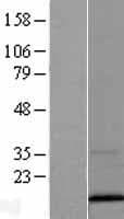 VAMP3 / VAMP-3 Protein (Over-Expression Lysate Myc-DDK (Flag))
