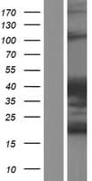 ARHGAP27 Protein (Over-Expression Lysate Myc-DDK (Flag))