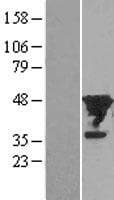 EIF4A1 Protein (Over-Expression Lysate Myc-DDK (Flag))