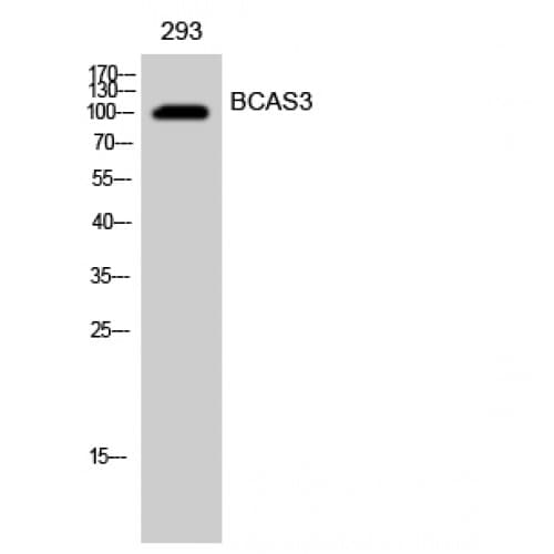 BCAS3 Antibody (660-740 aa, Internal)