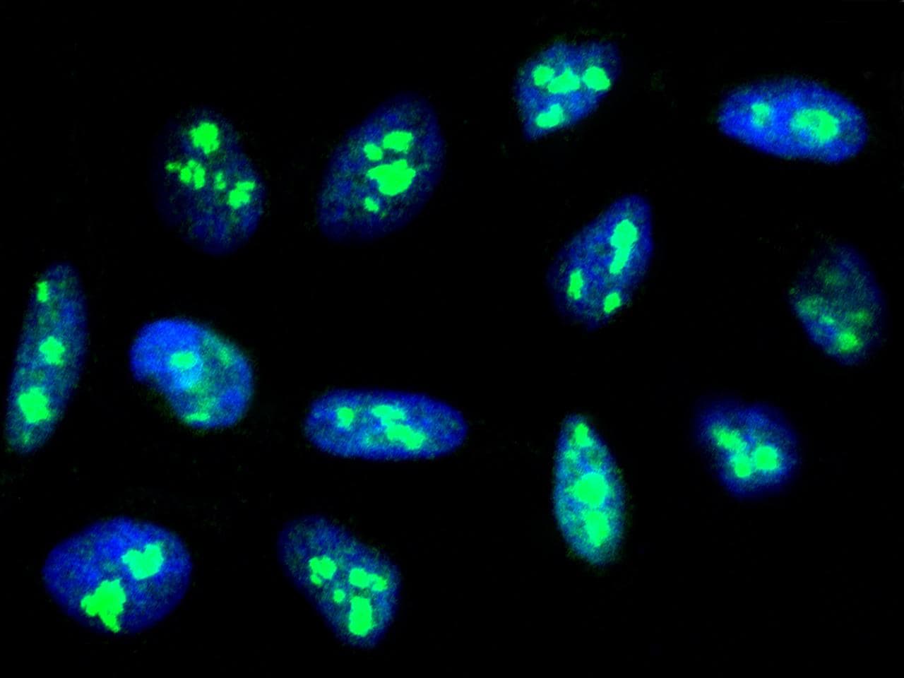 Polyclonal Rabbit anti-Human FBL / FIB / Fibrillarin Antibody (Preservative Free, IF, WB)