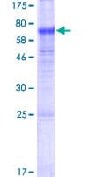 Human TMEM171 Protein (Recombinant GST)