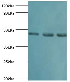 RBBP7 / RbAp46 Antibody (aa1-230)