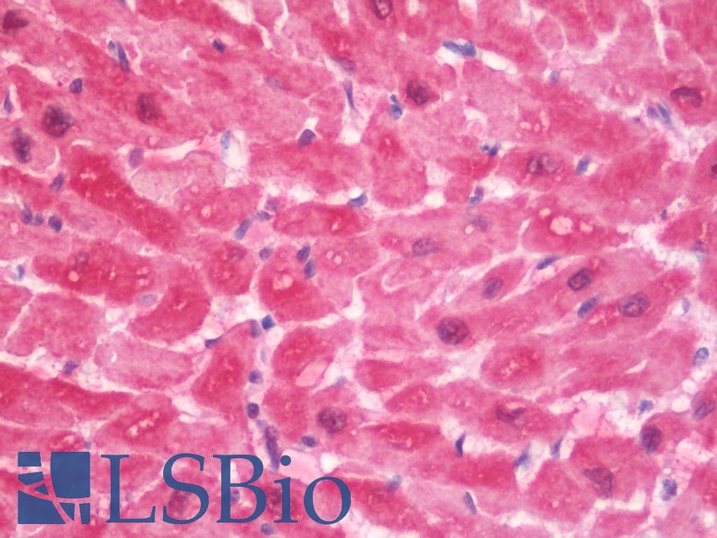 HSPB1 / HSP27 Antibody (clone 8A7, PerCP)
