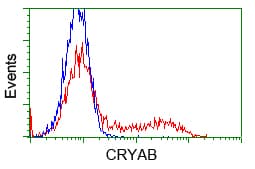 CRYAB / Alpha B Crystallin Antibody (clone OTI1G1)
