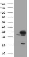 SRPRB Antibody (clone OTI2D7)