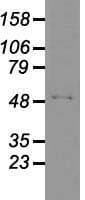 GFAP Antibody (clone OTI2D8)