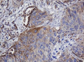 TAPBPL / TAPBPR Antibody (clone OTI5D7, Carrier-free)