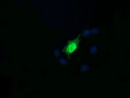 RAB30 Antibody (clone OTI3E7)