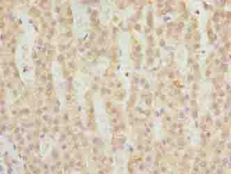 FAHD2A Antibody