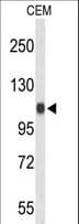 IPO11 / Importin 11 Antibody (aa891-920)