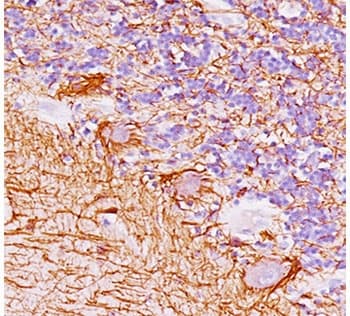NEFH / NF-H Antibody (clone NF421, Azide-free, BSA-free)