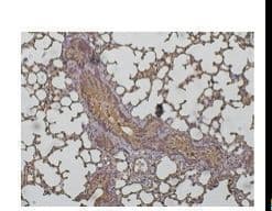 Polyclonal Goat anti-Human CTSD / Cathepsin D Antibody (C-Terminus, IHC, IF, WB)