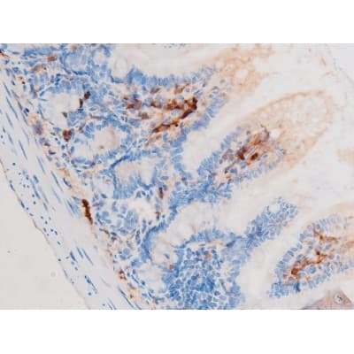 SMAD3 Antibody (phospho-Ser208)