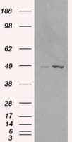 LEMD3 / MAN1 Antibody (clone OTI6C10, Carrier-free)