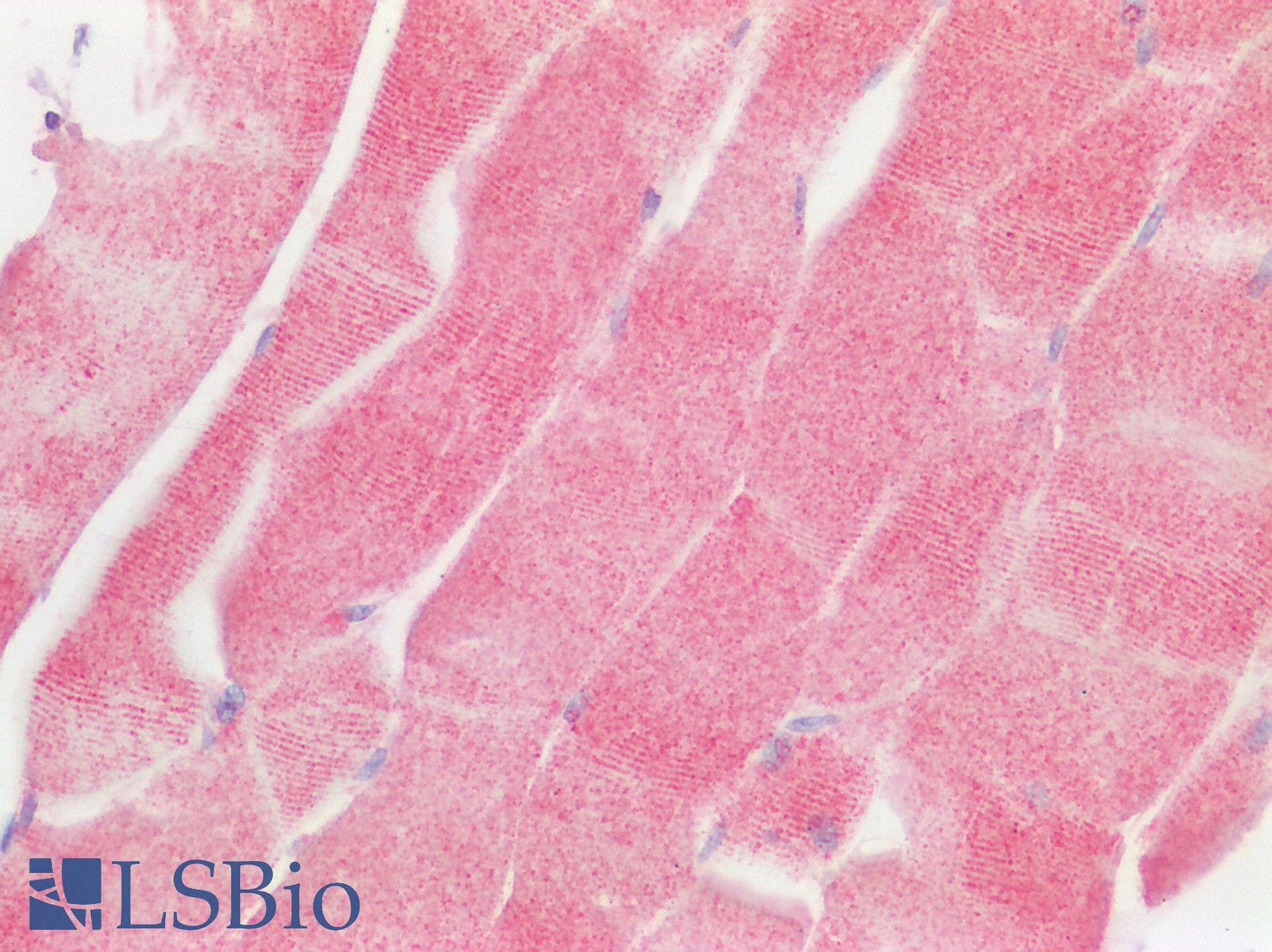 USP30 Antibody (aa141-190)