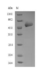 Hamster-Chinese PDI / P4HB Protein (Recombinant 6His, N-terminus)