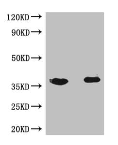 Flag Tag Antibody (clone 4G5C8)
