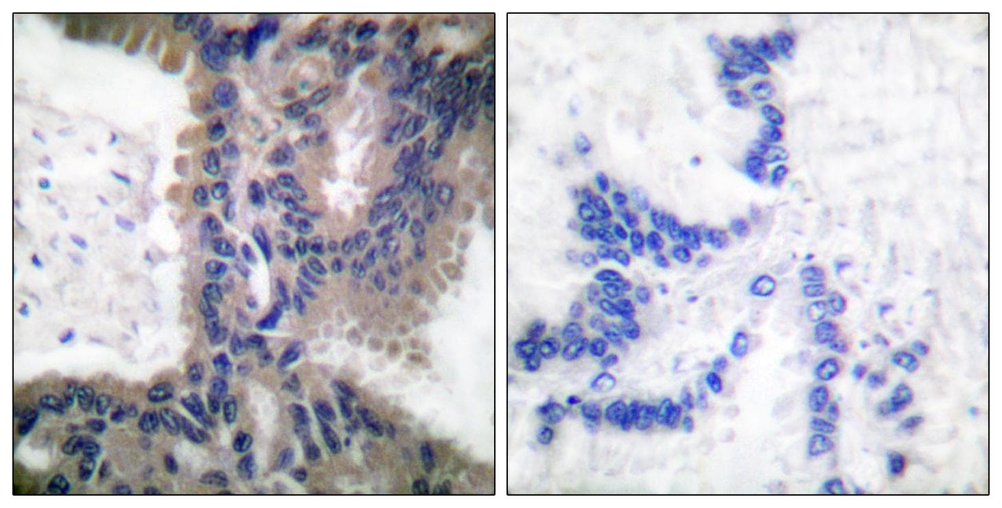 Polyclonal Rabbit anti-Human CUL1 / Cullin 1 Antibody (IHC, IF, WB)