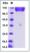 Human ICAM-1 / CD54 Protein (Recombinant Human IgG Fc, C-terminus)