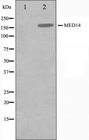 MED14 Antibody