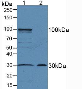 AREG / Amphiregulin Antibody (aa20-100, PE)