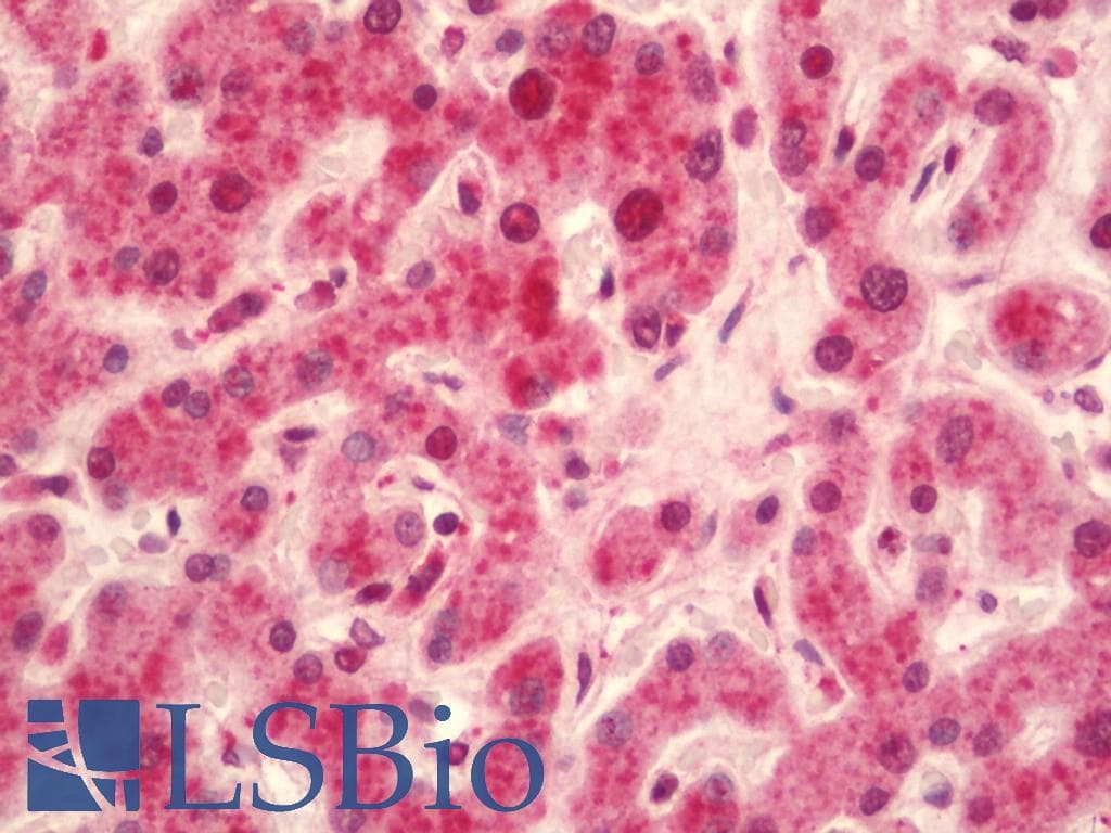 IHC-plus™ NR2F1 / Coup-TF Antibody (aa1-44)
