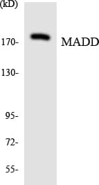 DENN / MADD Antibody (aa729-778)