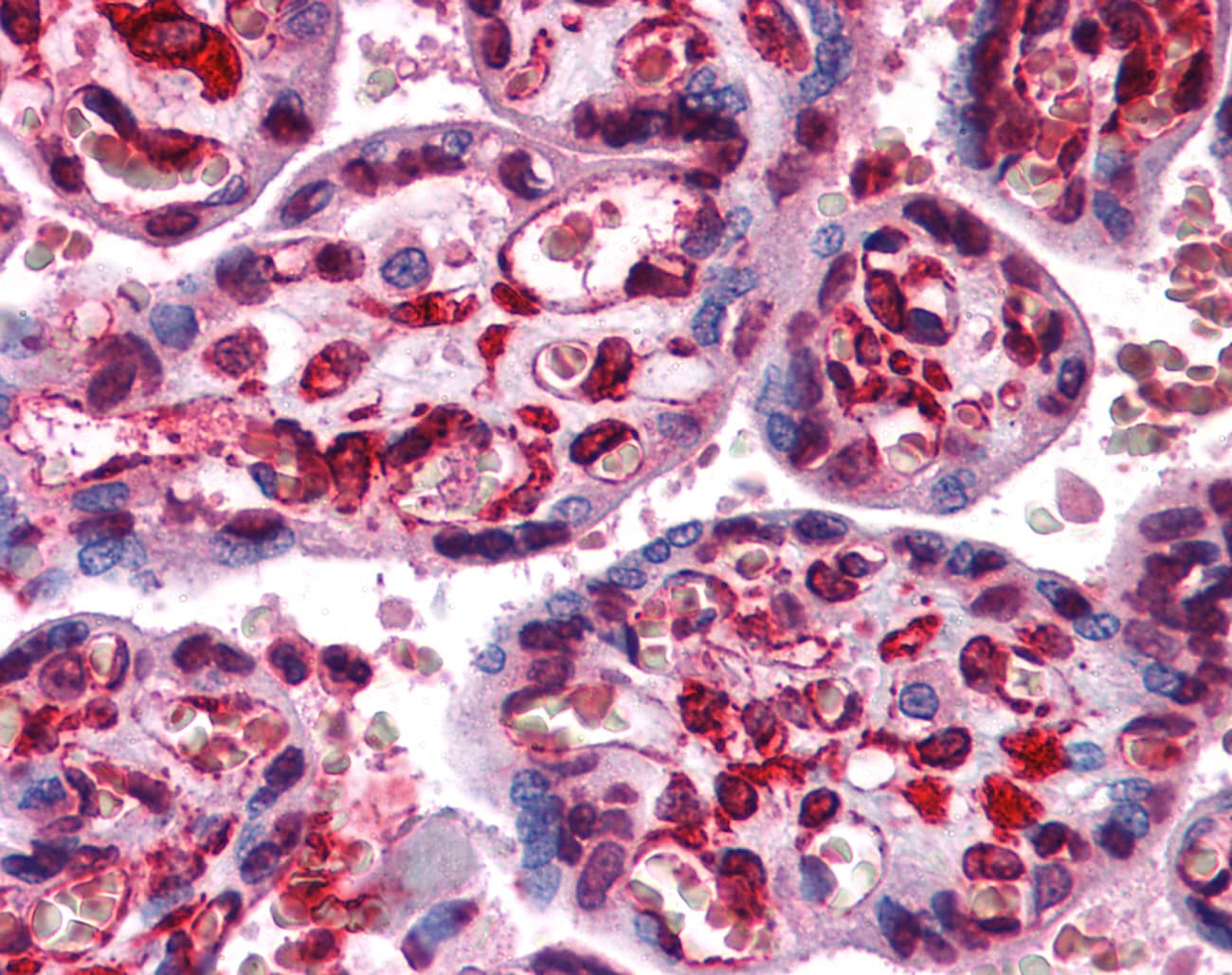 LIPG / Endothelial Lipase Antibody (C-Terminus)