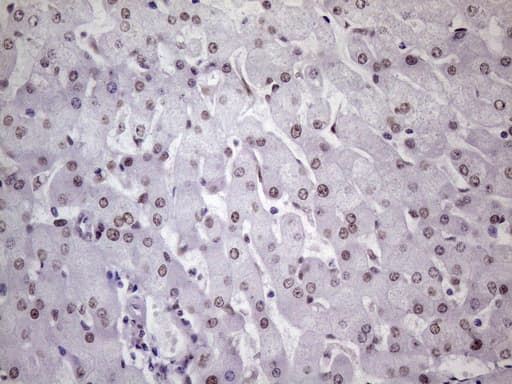 NUDT21 Antibody (aa2-227, clone OTI1B1)